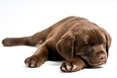 Het puppy van de Labrador van de slaap royalty-vrije stock foto's Het puppy van de Labrador van de slaap royalty-vrije stock foto's