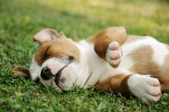 Het puppy van de slaap royalty-vrije stock afbeeldingen Het puppy van de slaap royalty-vrije stock afbeeldingen