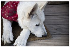 Het puppy zette zijn hoofd op de vloer royalty-vrije stock foto's Het puppy zette zijn hoofd op de vloer royalty-vrije stock foto's