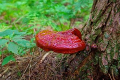 Het rijpe Wilde Reishi-Paddestoel groeien op een boom in het Bos stock foto's Het rijpe Wilde Reishi-Paddestoel groeien op een boom in het Bos stock foto's