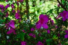 Het roze bloeit bij mooi op Doi Suthep van Thailand royalty-vrije stock fotografie Het roze bloeit bij mooi op Doi Suthep van Thailand royalty-vrije stock fotografie