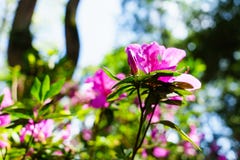 Het roze bloeit bij mooi op Doi Suthep van Thailand royalty-vrije stock foto Het roze bloeit bij mooi op Doi Suthep van Thailand royalty-vrije stock foto
