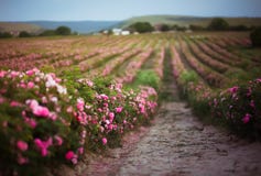 Het roze damast nam de achtergrond van het struikgebied toe Nam vorm voor aromatherapy en schoonheidsmiddelen natular oliën toe R royalty-vrije stock foto's Het roze damast nam de achtergrond van het struikgebied toe Nam vorm voor aromatherapy en schoonheidsmiddelen natular oliën toe R royalty-vrije stock foto's