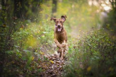 Het runnen van grappige jagershond in de herfst royalty-vrije stock afbeeldingen Het runnen van grappige jagershond in de herfst royalty-vrije stock afbeeldingen