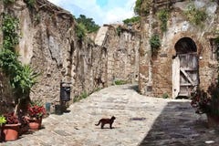 Het schilderen van kat in romantische weg in Toscanië royalty-vrije stock afbeelding Het schilderen van kat in romantische weg in Toscanië royalty-vrije stock afbeelding