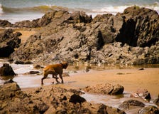Het schitterende Hond Schudden weg na zwemt in de Oceaan royalty-vrije stock afbeeldingen Het schitterende Hond Schudden weg na zwemt in de Oceaan royalty-vrije stock afbeeldingen