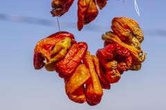 Het schot van het close-updetail van traditionele gehangen droge Spaanse peper op de kabel met blauwe achtergrond stock foto Het schot van het close-updetail van traditionele gehangen droge Spaanse peper op de kabel met blauwe achtergrond stock foto