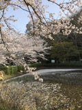 Het seizoen van de kersenbloesem, een symbool van Japanse cultuur stock foto Het seizoen van de kersenbloesem, een symbool van Japanse cultuur stock foto