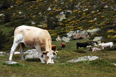 Het Spaanse zwarte en donkere bruine koe weiden royalty-vrije stock foto Het Spaanse zwarte en donkere bruine koe weiden royalty-vrije stock foto