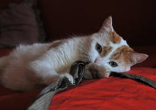 Het spelen kat royalty-vrije stock fotografie Het spelen kat royalty-vrije stock fotografie
