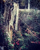 Het Spinneweb van de ochtenddauw Stock Afbeelding Het Spinneweb van de ochtenddauw Stock Afbeelding