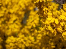 Het tot bloei komen forsythia in de tuin stock afbeelding Het tot bloei komen forsythia in de tuin stock afbeelding