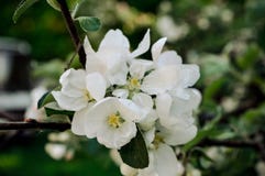 Het tot bloei komen van een Apple-boom in de warme de lentemiddag stock afbeelding Het tot bloei komen van een Apple-boom in de warme de lentemiddag stock afbeelding