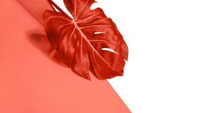 Het tropische roze monsterablad van de koraalpalm of de Zwitserse kaas plant op roze koraal en witte achtergrond royalty-vrije stock afbeelding Het tropische roze monsterablad van de koraalpalm of de Zwitserse kaas plant op roze koraal en witte achtergrond royalty-vrije stock afbeelding