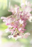 Het vage droombeeld van de orchideebloem van pastelkleur roze Ascocentrum, snoepje stemde en zachte nadruk Stock Fotografie Het vage droombeeld van de orchideebloem van pastelkleur roze Ascocentrum, snoepje stemde en zachte nadruk Stock Fotografie