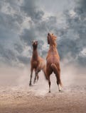 Het vechten Paarden royalty-vrije stock afbeeldingen Het vechten Paarden royalty-vrije stock afbeeldingen