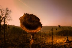Het vermoeide Hoofd van de Zonnebloem royalty-vrije stock afbeeldingen Het vermoeide Hoofd van de Zonnebloem royalty-vrije stock afbeeldingen