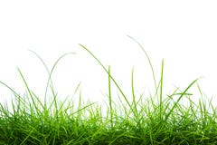 Het verse geïsoleerde panorama van het de lente groene gras stock foto Het verse geïsoleerde panorama van het de lente groene gras stock foto