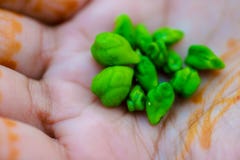 Het verse Groene die Kekersgebied, Kekers ook als harbara of harbhara in hindi en Cicer worden bekend is wetenschappelijke naam, stock foto Het verse Groene die Kekersgebied, Kekers ook als harbara of harbhara in hindi en Cicer worden bekend is wetenschappelijke naam, stock foto