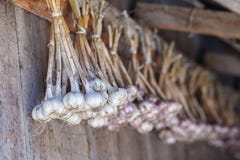 Het verse knoflook hangen om in bossen op schuur houten muur te drogen Royalty-vrije Stock Fotografie Het verse knoflook hangen om in bossen op schuur houten muur te drogen Royalty-vrije Stock Fotografie