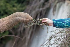 Het voeden van Aziatische olifant met struiktakjes royalty-vrije stock afbeeldingen Het voeden van Aziatische olifant met struiktakjes royalty-vrije stock afbeeldingen