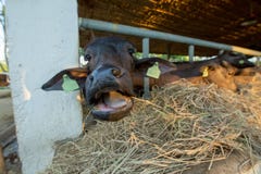 Het voervoedsel aan het zwarte buffels eten met stro bedekt royalty-vrije stock afbeeldingen Het voervoedsel aan het zwarte buffels eten met stro bedekt royalty-vrije stock afbeeldingen