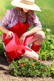 Het water geven van de vrouw installaties in tuin Stock Afbeelding Het water geven van de vrouw installaties in tuin Stock Afbeelding
