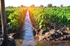 Het water geven van landbouwgewassen, platteland, natuurlijke irrigatie, royalty-vrije stock fotografie Het water geven van landbouwgewassen, platteland, natuurlijke irrigatie, royalty-vrije stock fotografie