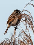 Het wild van Gemeenschappelijke Reed Bunting Emberiza-schoeniclus op het gras wordt geschoten dat stock fotografie Het wild van Gemeenschappelijke Reed Bunting Emberiza-schoeniclus op het gras wordt geschoten dat stock fotografie