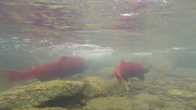 Het wilde Vreedzame Roze Dierlijke Wild van Salmon Spawning Clear Glacier Stream stock video Het wilde Vreedzame Roze Dierlijke Wild van Salmon Spawning Clear Glacier Stream stock video
