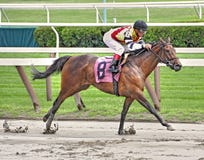Het winnen Paard in de Modder stock afbeelding Het winnen Paard in de Modder stock afbeelding