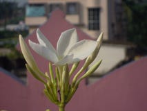 Het wit bloeit op het dak van een huis royalty-vrije stock foto Het wit bloeit op het dak van een huis royalty-vrije stock foto