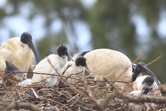 Het witte de jongeren van de Ibis nestelen royalty-vrije stock fotografie Het witte de jongeren van de Ibis nestelen royalty-vrije stock fotografie