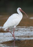 Het witte Ibis voederen in een stroom van Florida stock fotografie Het witte Ibis voederen in een stroom van Florida stock fotografie