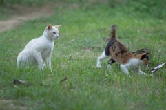 Het witte kat spelen rond met een andere in de grassen royalty-vrije stock foto's Het witte kat spelen rond met een andere in de grassen royalty-vrije stock foto's