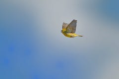 Het zingen Europese Serin Serinus serinus die tegen de blauwe hemel vliegen royalty-vrije stock afbeeldingen Het zingen Europese Serin Serinus serinus die tegen de blauwe hemel vliegen royalty-vrije stock afbeeldingen
