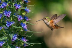 Het zoemen vogel het voeden van bloemen royalty-vrije stock fotografie Het zoemen vogel het voeden van bloemen royalty-vrije stock fotografie