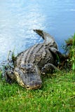 Het zonnebaden Amerikaanse Alligator stock afbeelding Het zonnebaden Amerikaanse Alligator stock afbeelding