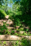het zonnige de zomer voetpad van de wandelingssleep in het hout voor toeristen royalty-vrije stock fotografie het zonnige de zomer voetpad van de wandelingssleep in het hout voor toeristen royalty-vrije stock fotografie