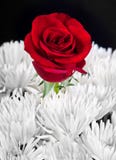 Het zwart-witte beeld met rood nam toe stock foto's Het zwart-witte beeld met rood nam toe stock foto's