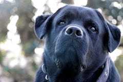Het zwarte close-up van het de hondgezicht van Labrador, die vreemd eruit zien stock foto Het zwarte close-up van het de hondgezicht van Labrador, die vreemd eruit zien stock foto