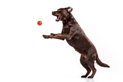 Het zwarte Labrador spelen met bal die op wit wordt geïsoleerd Royalty-vrije Stock Fotografie Het zwarte Labrador spelen met bal die op wit wordt geïsoleerd Royalty-vrije Stock Fotografie