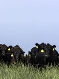 Het zwarte vee van Angus achter elektrische omheining - verticaal royalty-vrije stock afbeeldingen Het zwarte vee van Angus achter elektrische omheining - verticaal royalty-vrije stock afbeeldingen