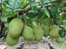 Heterophyllus de Artocarpus - jackfruit imagem de stock royalty free Heterophyllus de Artocarpus - jackfruit imagem de stock royalty free