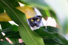 Heteyed zwarte kat verbergen in struik stock fotografie Heteyed zwarte kat verbergen in struik stock fotografie