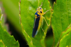Heuschrecke in der Natur lizenzfreie stockfotos Heuschrecke in der Natur lizenzfreie stockfotos