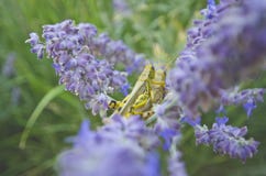 Heuschrecken, die in den Blumen sich verstecken lizenzfreies stockbild Heuschrecken, die in den Blumen sich verstecken lizenzfreies stockbild