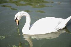 hey kijk het zwaanoog stock fotografie hey kijk het zwaanoog stock fotografie