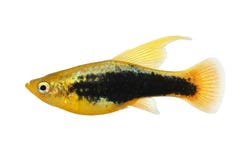 Hi Fin tuxedo Platy platy male Xiphophorus maculatus tropical aquarium fish royalty free stock image Hi Fin tuxedo Platy platy male Xiphophorus maculatus tropical aquarium fish royalty free stock image