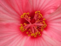 Hibisco Hibisco